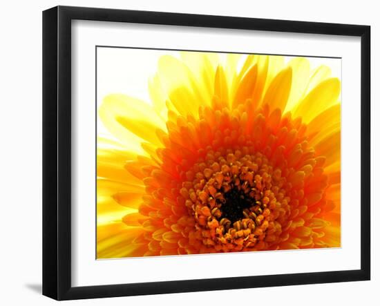 Yellow Gerbera Daisy Sunlit-Sabine Jacobs-Framed Photographic Print