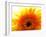 Yellow Gerbera Daisy Sunlit-Sabine Jacobs-Framed Photographic Print