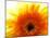 Yellow Gerbera Daisy Sunlit-Sabine Jacobs-Mounted Photographic Print