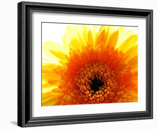 Yellow Gerbera Daisy Sunlit-Sabine Jacobs-Framed Photographic Print