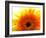 Yellow Gerbera Daisy Sunlit-Sabine Jacobs-Framed Photographic Print