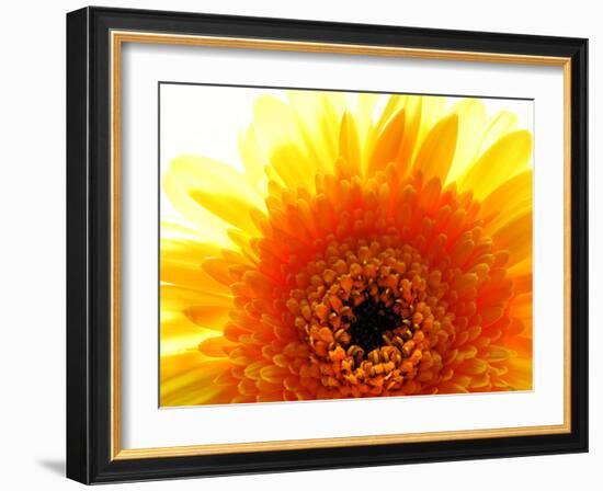 Yellow Gerbera Daisy Sunlit-Sabine Jacobs-Framed Photographic Print