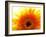 Yellow Gerbera Daisy Sunlit-Sabine Jacobs-Framed Photographic Print