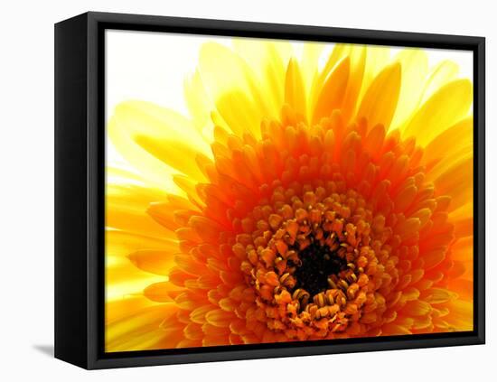 Yellow Gerbera Daisy Sunlit-Sabine Jacobs-Framed Premier Image Canvas