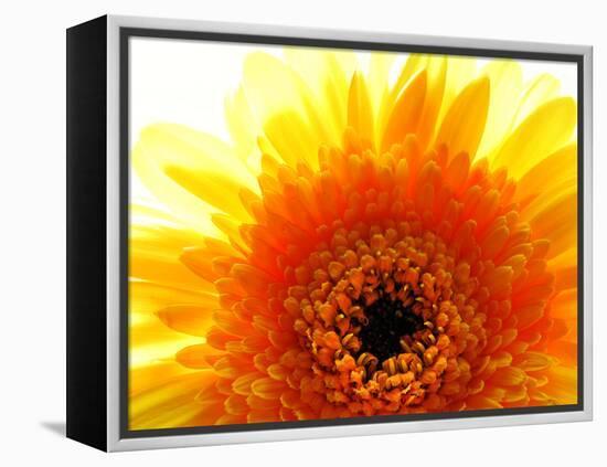 Yellow Gerbera Daisy Sunlit-Sabine Jacobs-Framed Premier Image Canvas