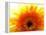 Yellow Gerbera Daisy Sunlit-Sabine Jacobs-Framed Premier Image Canvas