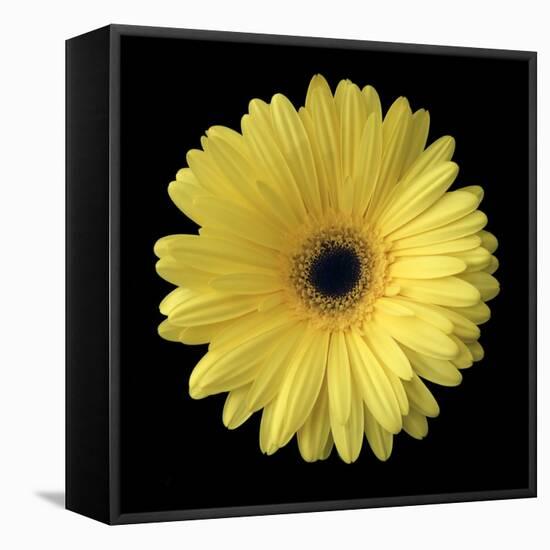 Yellow Gerbera Daisy-Jim Christensen-Framed Premier Image Canvas