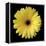 Yellow Gerbera Daisy-Jim Christensen-Framed Premier Image Canvas