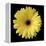 Yellow Gerbera Daisy-Jim Christensen-Framed Premier Image Canvas