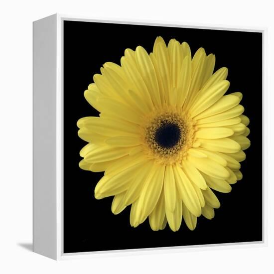 Yellow Gerbera Daisy-Jim Christensen-Framed Premier Image Canvas