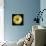 Yellow Gerbera Daisy-Jim Christensen-Photographic Print displayed on a wall