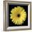 Yellow Gerbera Daisy-Jim Christensen-Framed Photographic Print