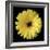 Yellow Gerbera Daisy-Jim Christensen-Framed Photographic Print