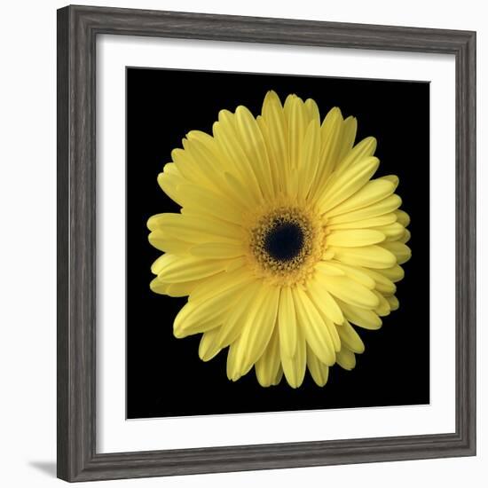 Yellow Gerbera Daisy-Jim Christensen-Framed Photographic Print