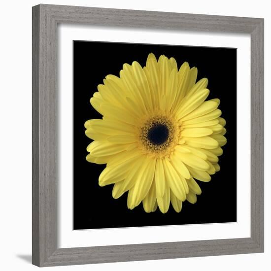 Yellow Gerbera Daisy-Jim Christensen-Framed Photographic Print