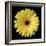 Yellow Gerbera Daisy-Jim Christensen-Framed Photographic Print