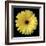 Yellow Gerbera Daisy-Jim Christensen-Framed Photographic Print