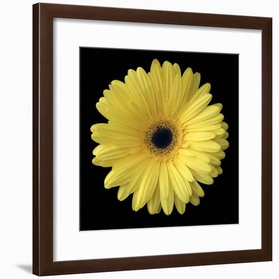 Yellow Gerbera Daisy-Jim Christensen-Framed Photographic Print