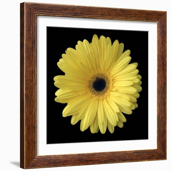 Yellow Gerbera Daisy-Jim Christensen-Framed Photographic Print