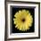 Yellow Gerbera Daisy-Jim Christensen-Framed Photographic Print