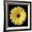 Yellow Gerbera Daisy-Jim Christensen-Framed Photographic Print