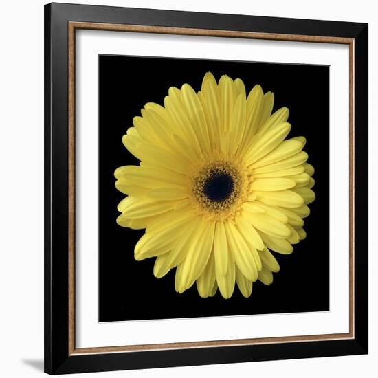 Yellow Gerbera Daisy-Jim Christensen-Framed Photographic Print