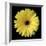 Yellow Gerbera Daisy-Jim Christensen-Framed Photographic Print