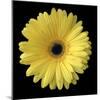 Yellow Gerbera Daisy-Jim Christensen-Mounted Photographic Print