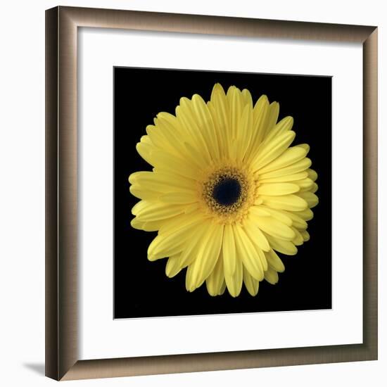 Yellow Gerbera Daisy-Jim Christensen-Framed Photographic Print