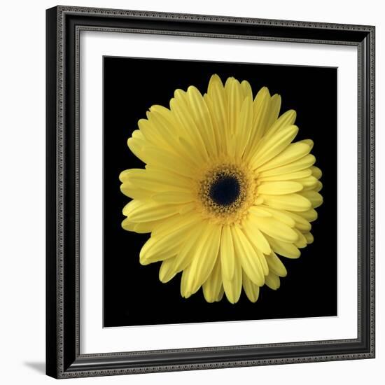 Yellow Gerbera Daisy-Jim Christensen-Framed Photographic Print