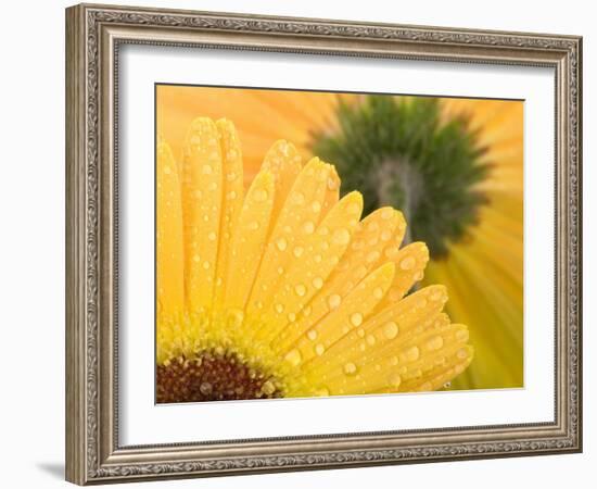 Yellow Gerbera with Drops of Water-Chris Schäfer-Framed Photographic Print