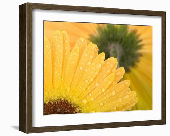 Yellow Gerbera with Drops of Water-Chris Schäfer-Framed Photographic Print