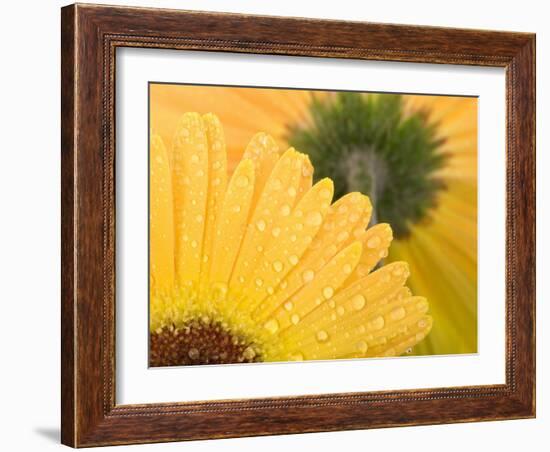 Yellow Gerbera with Drops of Water-Chris Schäfer-Framed Photographic Print