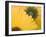 Yellow Gerbera with Drops of Water-Chris Schäfer-Framed Photographic Print