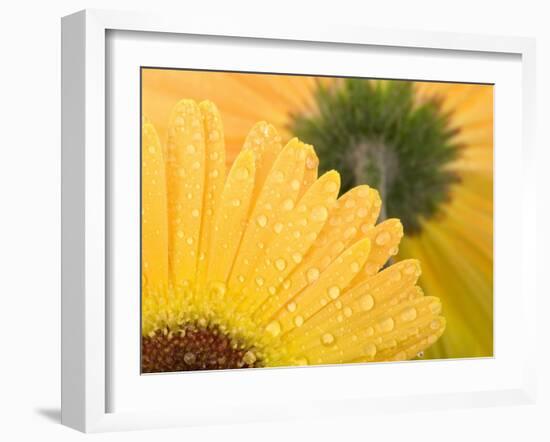 Yellow Gerbera with Drops of Water-Chris Schäfer-Framed Photographic Print