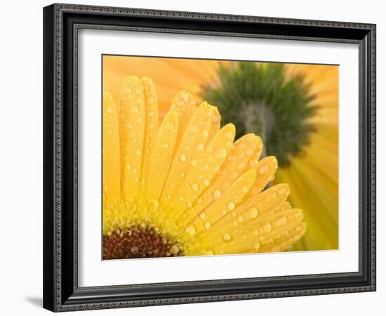 Yellow Gerbera with Drops of Water-Chris Schäfer-Framed Photographic Print