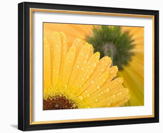 Yellow Gerbera with Drops of Water-Chris Schäfer-Framed Photographic Print