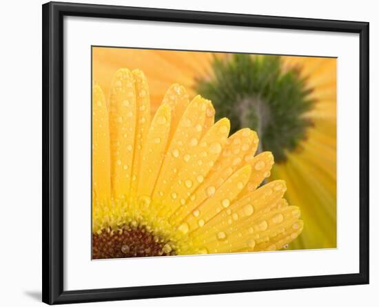 Yellow Gerbera with Drops of Water-Chris Schäfer-Framed Photographic Print