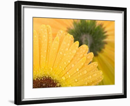 Yellow Gerbera with Drops of Water-Chris Schäfer-Framed Photographic Print