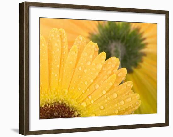 Yellow Gerbera with Drops of Water-Chris Schäfer-Framed Photographic Print