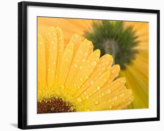 Yellow Gerbera with Drops of Water-Chris Schäfer-Framed Photographic Print