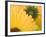 Yellow Gerbera with Drops of Water-Chris Schäfer-Framed Photographic Print