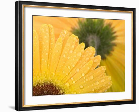 Yellow Gerbera with Drops of Water-Chris Schäfer-Framed Photographic Print