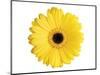 Yellow Gerbera-Christine Zalewski-Mounted Premium Giclee Print