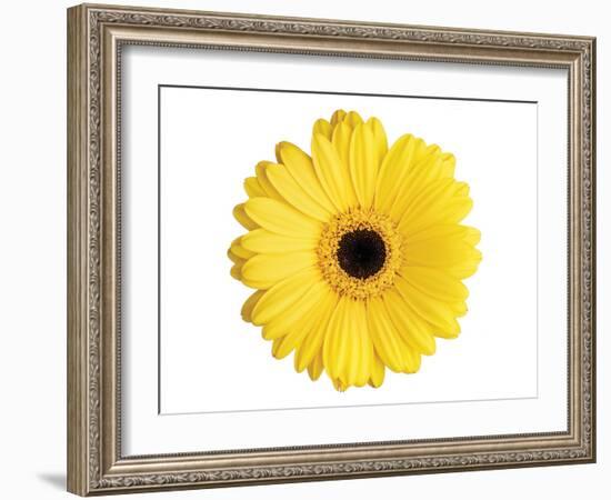 Yellow Gerbera-Christine Zalewski-Framed Art Print