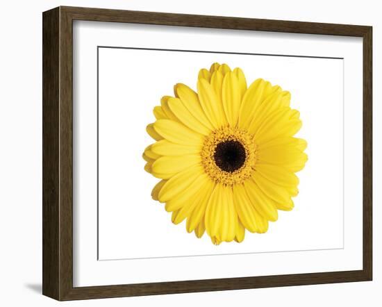 Yellow Gerbera-Christine Zalewski-Framed Art Print