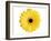 Yellow Gerbera-Christine Zalewski-Framed Art Print