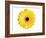 Yellow Gerbera-Christine Zalewski-Framed Art Print