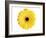 Yellow Gerbera-Christine Zalewski-Framed Art Print