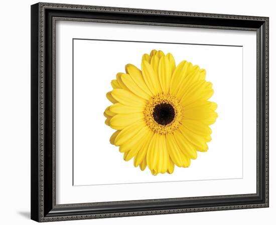 Yellow Gerbera-Christine Zalewski-Framed Art Print